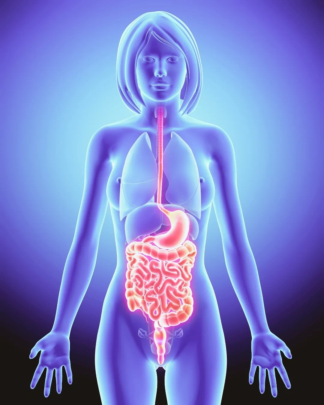Illustration of female digestive system anatomy.